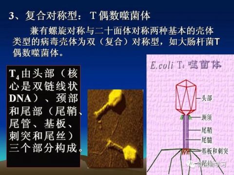 病毒的主要化学成分是什么