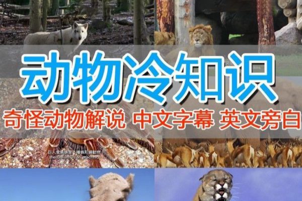 国外纪录片解说（动物解说、美食、动画片）